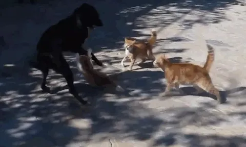 CLIP: Chó gây hấn với mèo, bất ngờ bị 4 con mèo hợp sức tấn công
