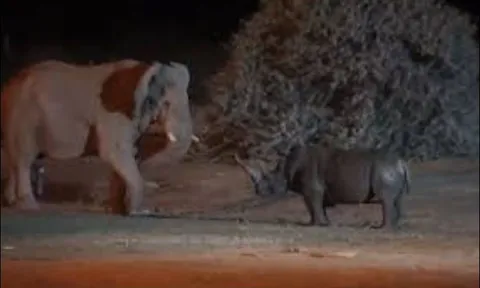 Tê giác liều lĩnh tấn công voi và cái kết bị húc ‘sấp mặt’