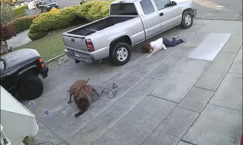 Người phụ nữ bị chỉ trích nặng nề vì vụng về để chó pitbull sát hại mèo hàng xóm