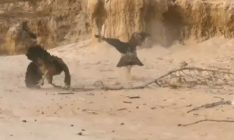 CLIP: Gà mẹ dũng cảm đánh đuổi diều hâu, cứu đàn con thoát hiểm trong gang tấc