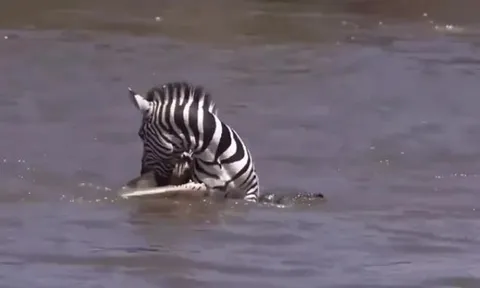 CLIP: Ngựa vằn liều lĩnh cắn trả cá sấu và cái kết khiến người xem ngỡ ngàng