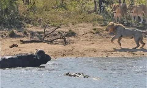 Trâu rừng thoát chết thần kỳ khi bị sư tử và cá sấu thay phiên truy sát
