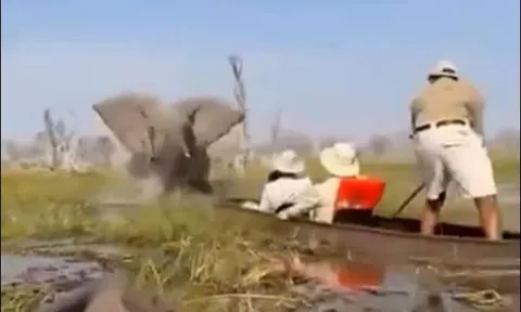 CLIP: Voi dữ làm lật thuyền, 4 du khách thoát chết trong gang tấc