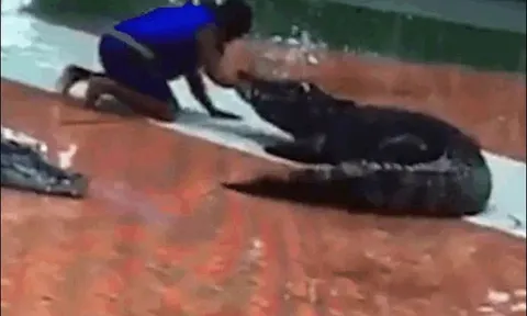 CLIP: Huấn luyện viên xiếc bị cá sấu ngoạm gãy tay ngay trên sân khấu