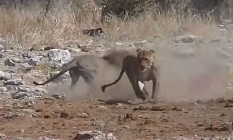 Sư tử đực 'ra tay tàn nhẫn' với bạn tình để cướp mồi