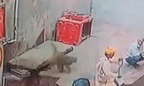 Khỉ 'láu cá' cướp rắn hổ mang từ tay người biểu diễn và cái kết bất ngờ