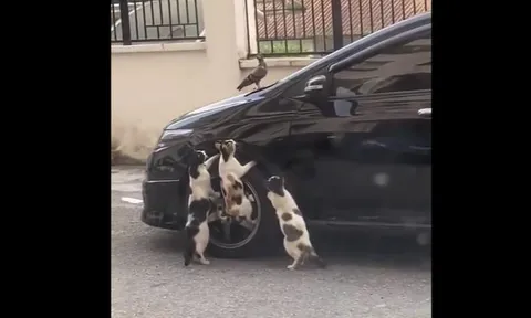 Chim bồ câu thoát hiểm ngoạn mục trước 3 'tiểu hổ'