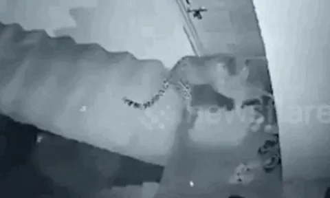 Khoảnh khắc kinh hoàng: Báo hoa mai đột nhập khu dân cư, tha chó đi trong tích tắc