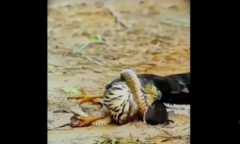 Rắn hấp hối vẫn quấn chặt kẻ thù