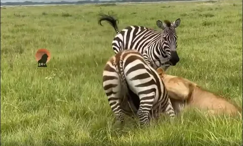 CLIP: Ngựa vằn liều mình tấn công sư tử để cứu đồng loại