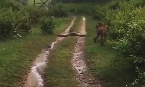 Hổ dữ đối đầu trăn khổng lồ giữa đường