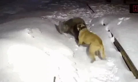 Chó Kangal đơn độc tử chiến với gấu dữ để cứu chủ, cái kết khiến ai nấy nghẹn ngào