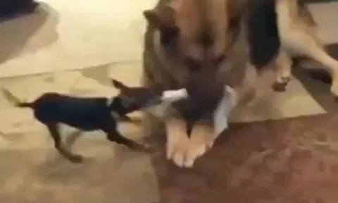 Chihuahua tí hon kéo co với 'đại ca' Becgie và cái kết không tưởng