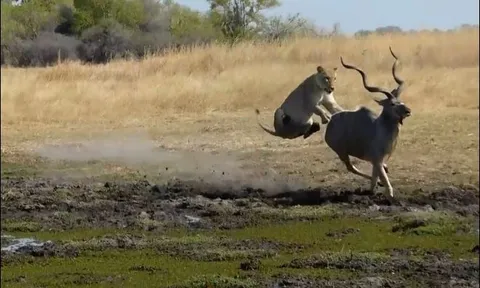 Sư tử thể hiện kỹ năng săn mồi, đoạt mạng linh dương khổng lồ nhanh chóng