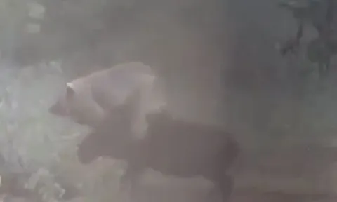 Bị cắn trúng đầu, lợn rừng vùng lên quật ngã sư tử