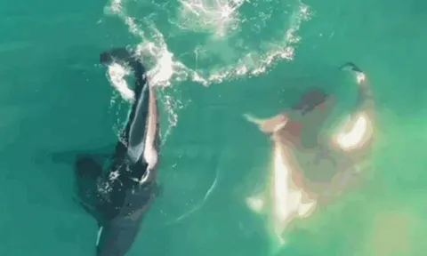 Đại chiến giữa biển khơi: Cá voi sát thủ hợp sức kết liễu cá mập trắng