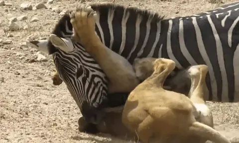 Ngựa vằn bất ngờ phản công, cắn trả sư tử