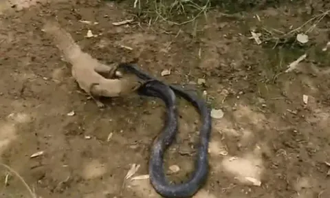 Đối đầu sinh tử: rắn hổ mang chúa cực độc bị cầy mangut cắn nát đầu