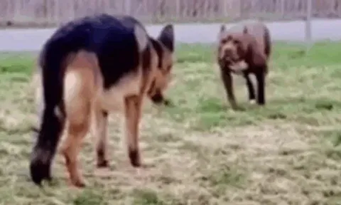 Cuộc chạm mặt bất ngờ giữa Pitbull và Becgie: Cái kết không ai ngờ