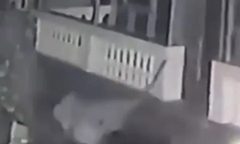 Nửa đêm, báo hoa mai đột nhập vào nhà dân rồi ngoạm cổ chó Pitbull lôi đi