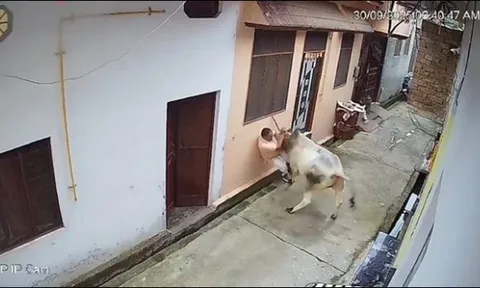 Khoảnh khắc kinh hoàng, người đàn ông bị bò điên húc hất văng xuống cống