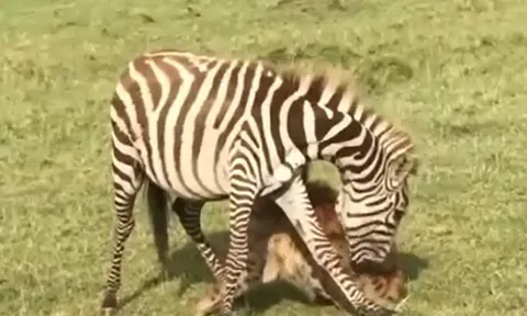 Khoảnh khắc sinh tử: Ngựa vằn cắn trả linh cẩu để giành lại sự sống nơi thảo nguyên