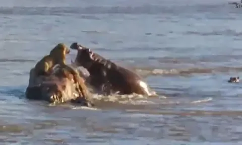 Hà mã hung dữ chồm lên tấn công, sư tử đực nhảy xuống sông tháo chạy khẩn cấp