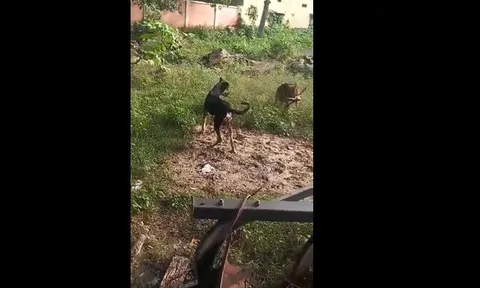 Chó becgie liều mình tử chiến với rắn hổ mang trong vườn nhà