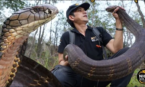 'Nín thở' xem cận cảnh người đàn ông dùng tay không bắt rắn hổ mang chúa khổng lồ