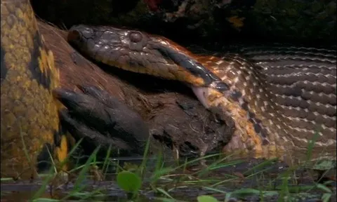 Trăn xanh Nam Mỹ khổng lồ nuốt chửng chuột lang nước