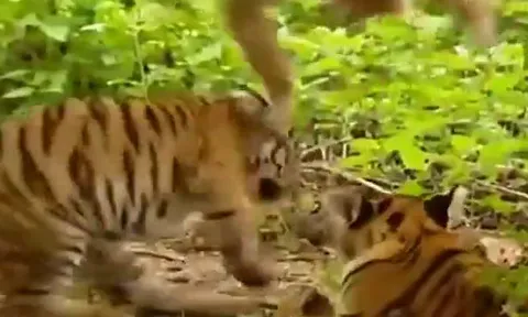 Một mình đối đầu hai ‘chúa tể sơn lâm’, chú khỉ nhỏ khiến tất cả ngỡ ngàng