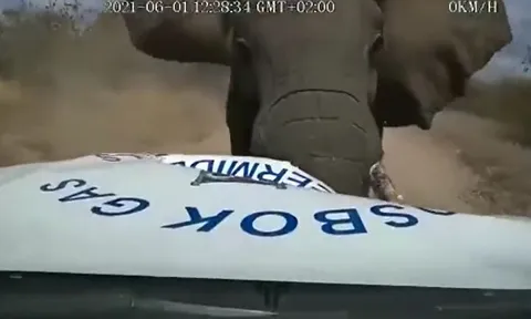 Voi rừng nổi điên, húc tung nắp capo ô tô khiến ai chứng kiến cũng thót tim