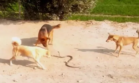 Ba chó nhà hợp sức tử chiến rắn hổ mang, kết cục khiến ai chứng kiến cũng rùng mình