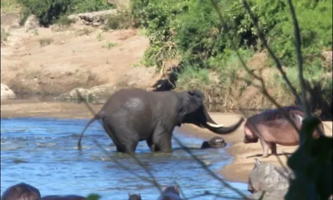 Voi ‘điên’ gây náo loạn giữa hồ nước, suýt hại chết hà mã con