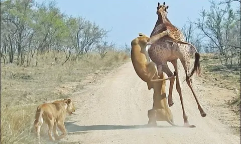 Bị sư tử ‘đeo lủng lẳng’ trên người, hươu cao cổ ngã gục