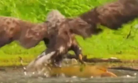 Màn săn mồi ngoạn mục của đại bàng khi đối đầu với cá 'khủng'