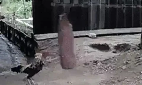 Gà chọi gây chú ý với bài tập thể lực chuẩn phong cách võ sĩ boxing