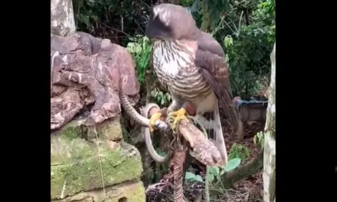 Rắn độc mất đôi mắt khi liều tấn công diều hâu