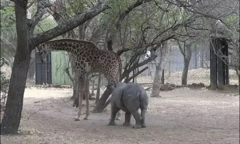 Tê giác con 'cà khịa' hươu cao cổ và nhận cái kết đắng