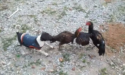 'Trọng tài bốn chân' lao vào tách hai gà chọi đang đánh nhau siêu hài hước