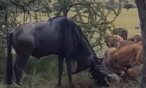 Cặp linh dương mắc sừng khi giao đấu, linh cẩu chớp thời cơ săn mồi