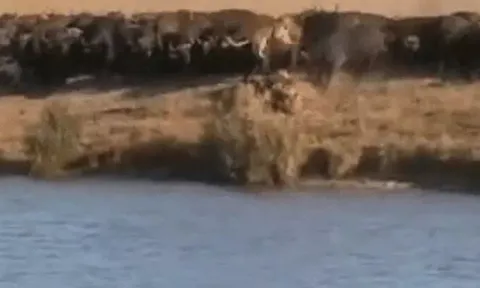 Đàn trâu rừng nổi điên, hợp sức hất văng sư tử giành lại con non