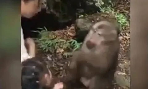 Khỉ tức giận vì bị trêu, bé gái bên cạnh lĩnh cú đấm bất ngờ