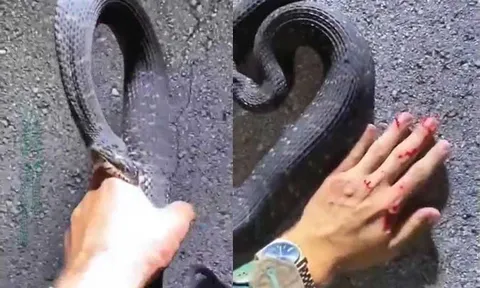 Liều mình bắt rắn bằng tay không, người đàn ông nhận cái kết đẫm máu