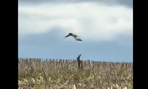 Thỏ mẹ dũng cảm đối đầu diều hâu nhằm bảo vệ con