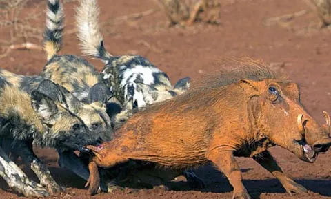 Nấp kỹ trong hang, lợn bướu vẫn bị bầy chó hoang lôi ra ‘xẻ thịt’