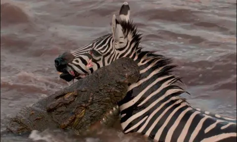 Đang vượt sông, ngựa vằn bất ngờ bị ‘tử thần’ lao lên ngoạm vào cổ