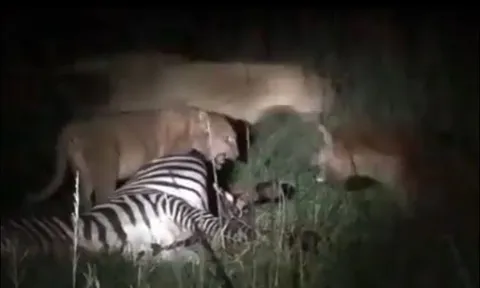 Bầy linh cẩu hung hãn, ngang nhiên cướp mồi của sư tử trong đêm