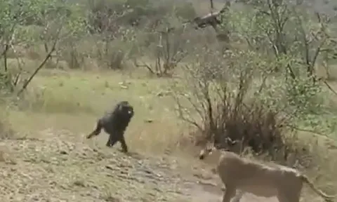 Khỉ đầu chó 'nổi điên', phản đòn khiến sư tử tháo chạy thục mạng