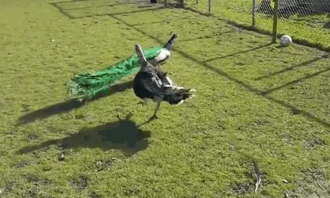 Ác chiến trong nông trại: Gà tây 'thượng cẳng chân', đuổi công chạy thoát thân